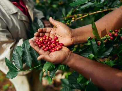 Coffee Sourcing & Export Services